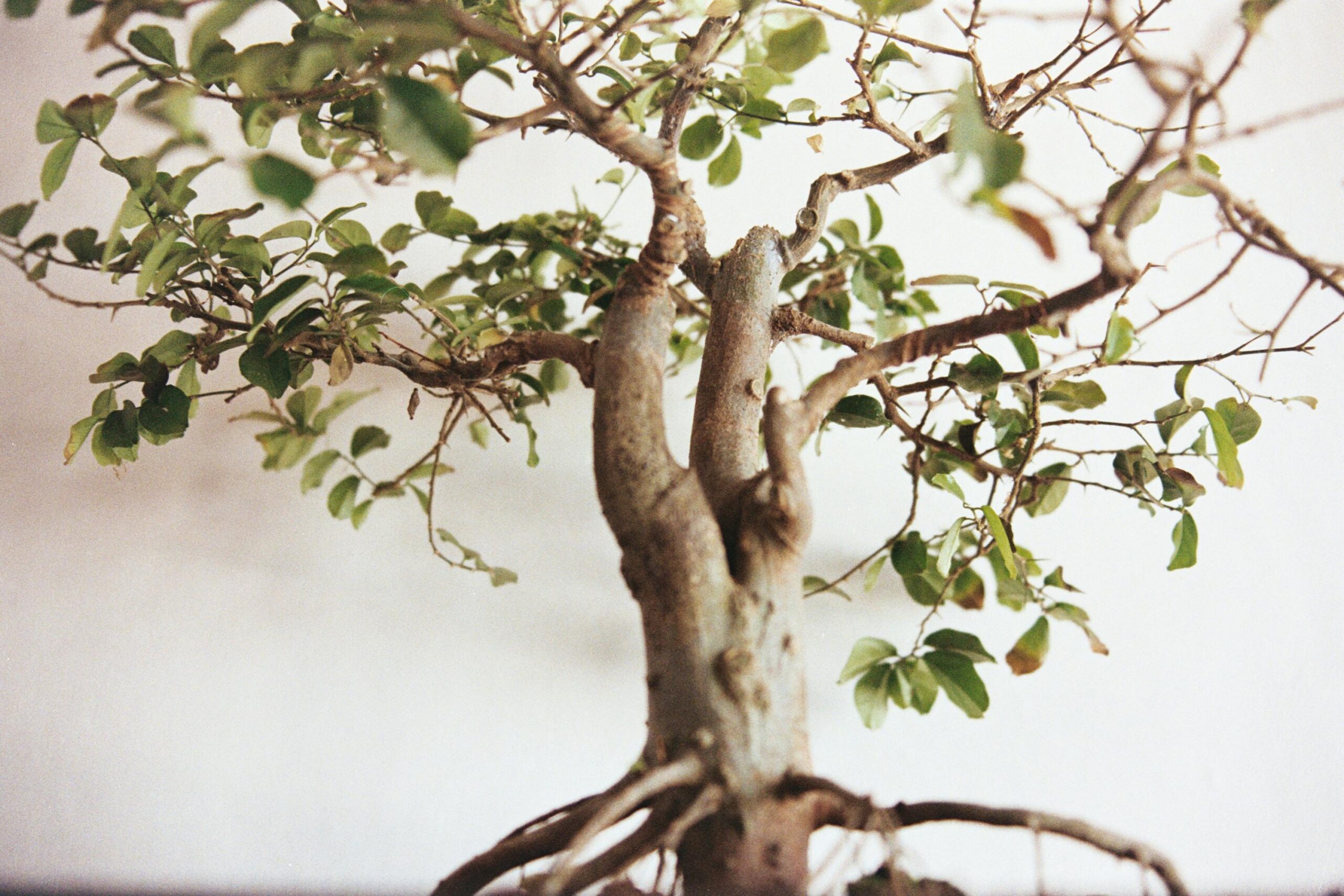 Detailed close-up of a bonsai tree showcasing branches and leaves, set against a minimalist white backdrop.