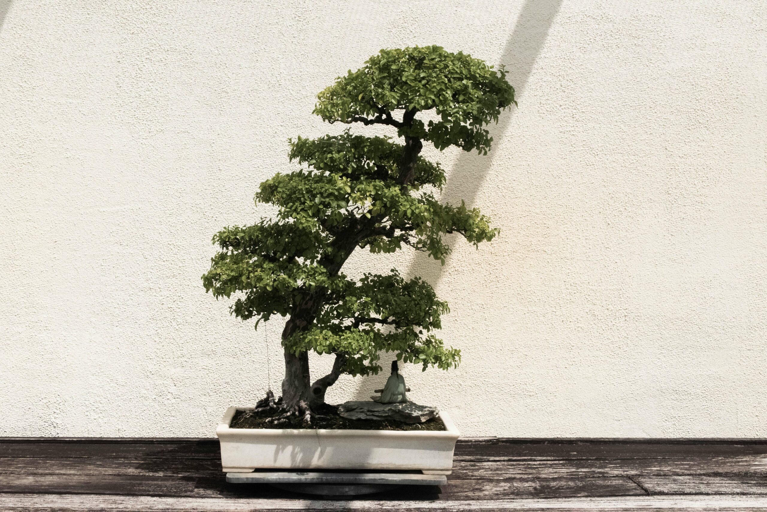 A beautifully shaped bonsai tree in a white ceramic pot against a neutral background.